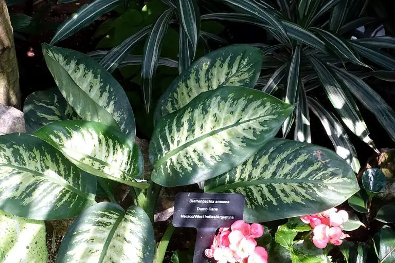 How To Care for Dieffenbachia
