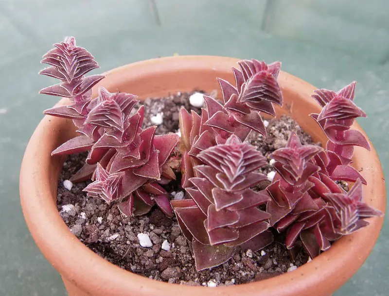 Exploring Crassula capitella Varieties: Red Pagoda, Campfire, and Shark Tooth