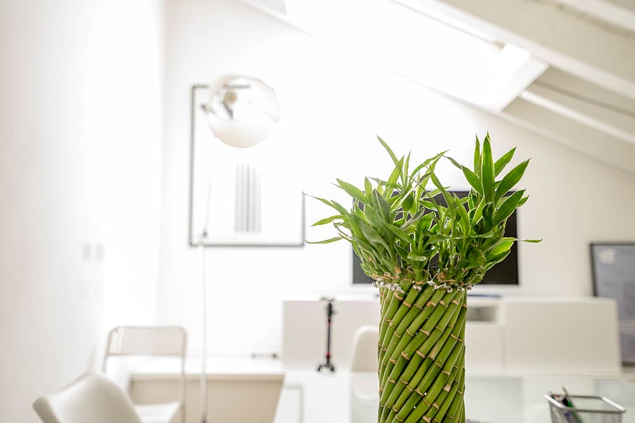 Feng Shui Placement Tips for Lucky Bamboo
