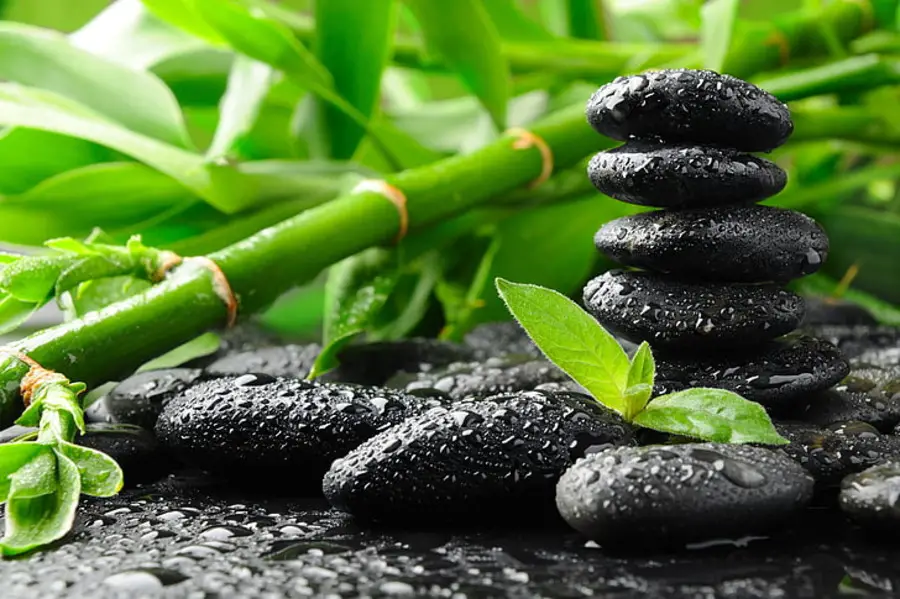 Feng Shui Plants: 42 Best Feng Shui Plants for Home