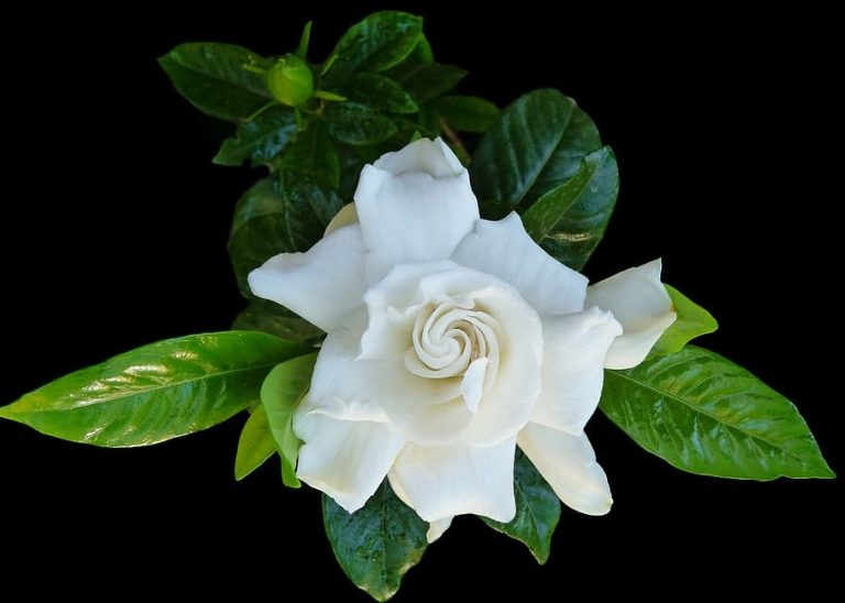 Indoor Gardenia Care