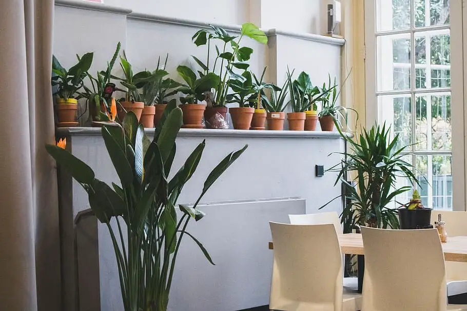 Great Indoor Houseplants: Ultimate Guide to Indoor Gardening