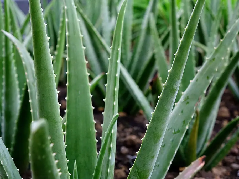 Growing Aloe Vera Indoors