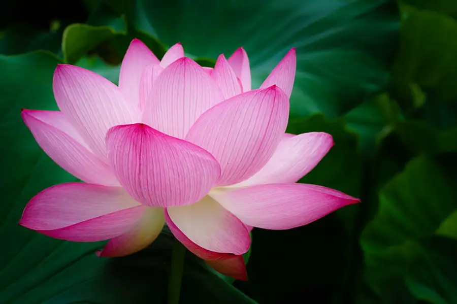 Growing Lotus Indoors: Growth Tips & Feng Shui Placement