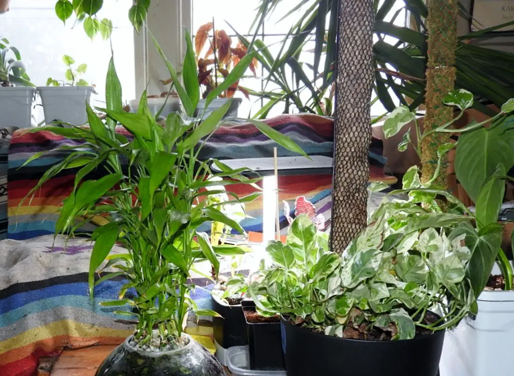 Growing Lucky Bamboo in Feng Shui