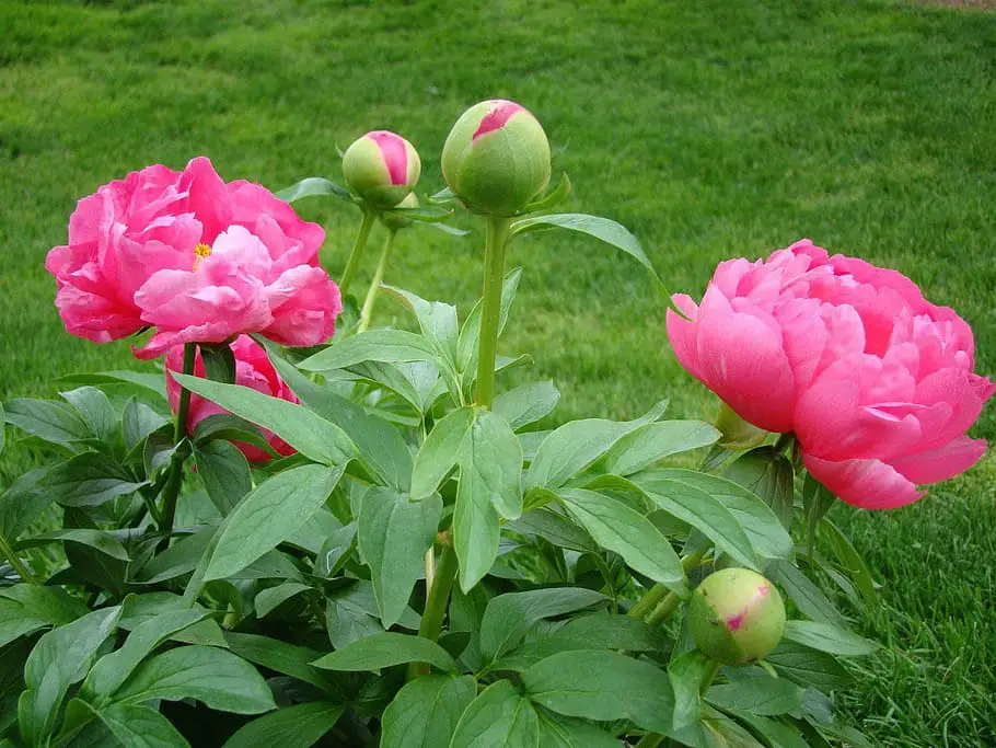 Growing Peonies Indoors and Outdoors