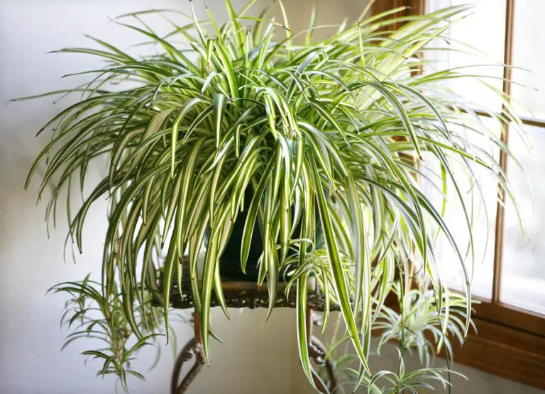 Growing Spider Plants Indoors
