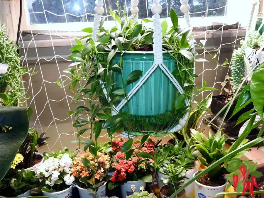 Hanging Planters for Indoor Plants