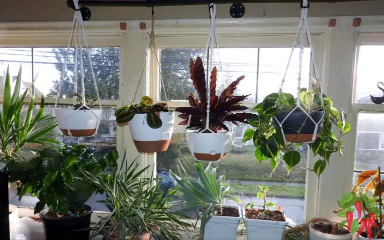 Hanging Plants and Vertical Gardens in Feng Shui