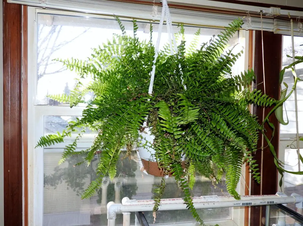 How To Choose Feng Shui Hanging Plants for Small Spaces