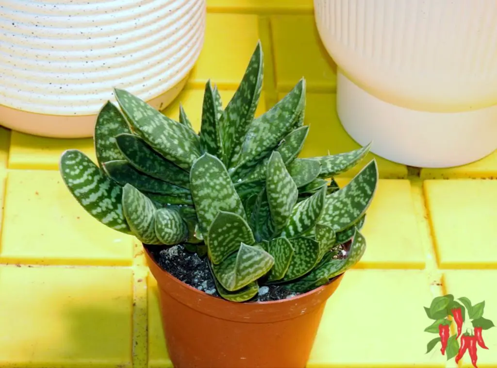 How To Grow Gasteria Complete Easy Gasteria Care Guide