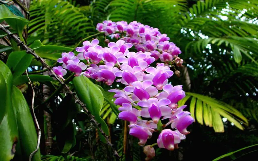 How to Grow Orchids Indoors Orchid Care and Feng Shui