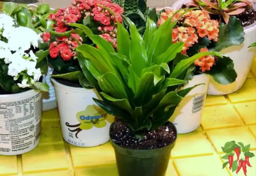 How to Maximize Vertical Space With Indoor Plants - Janet Craig Compacta Dracaena