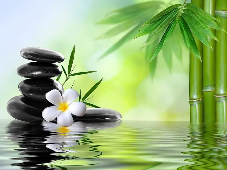 Indoor Plants and Feng Shui