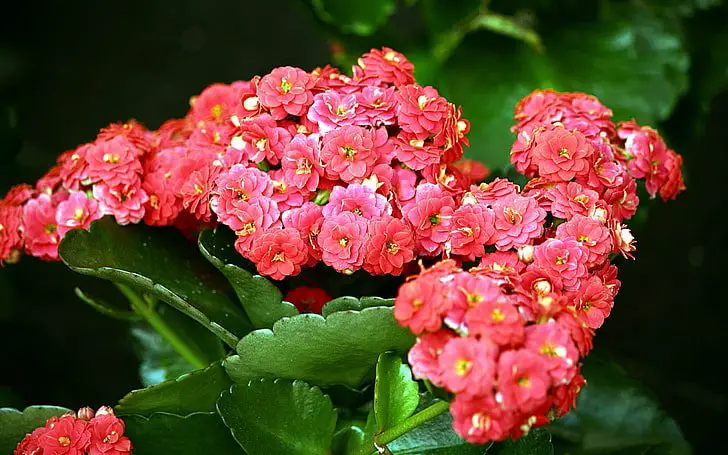 Kalanchoe Care Indoors