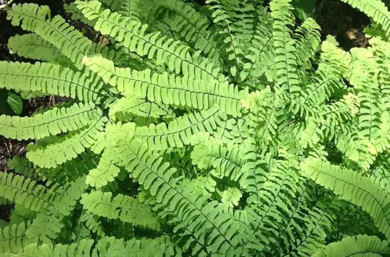 Easiest Ferns to Grow Indoors: 5 Best Indoor Ferns - Maidenhair Fern Care- Adiantum aleuticum