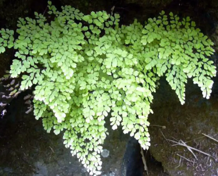How to Revive Ferns: -Maidenhair Fern Care - Adiantum raddianum