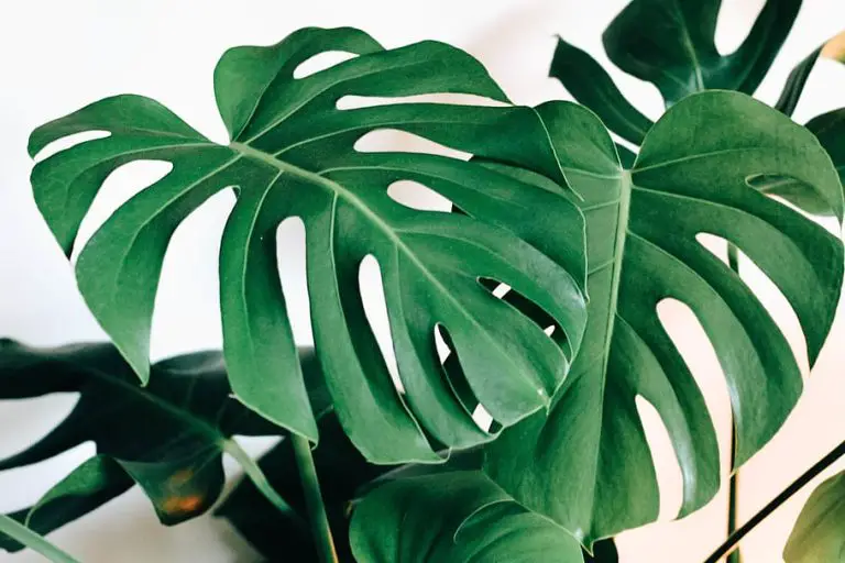 Tropical Indoor Plants: Bring Paradise to Your Living Room!