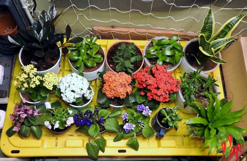 Best Succulent Plants for Indoors