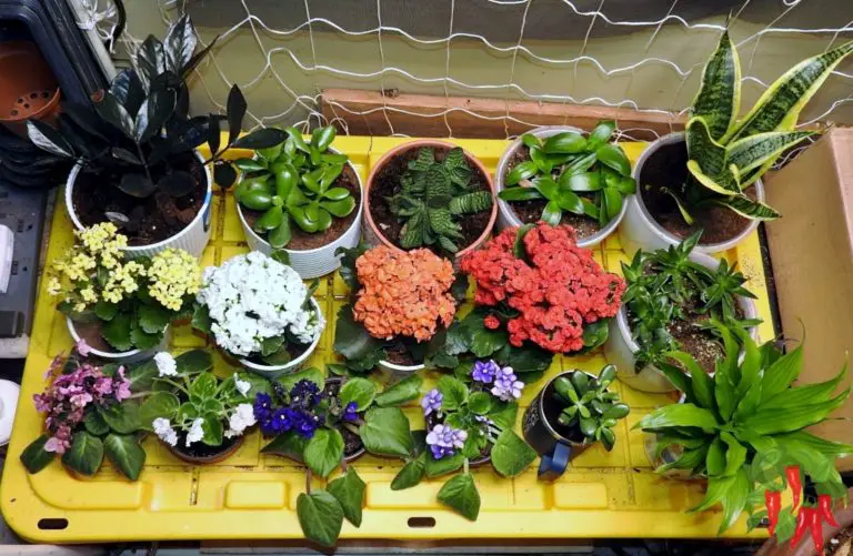 Best Succulent Plants for Indoors