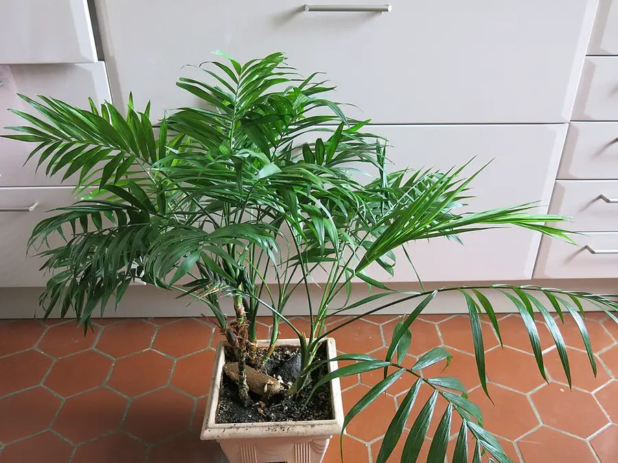 Parlor Palm Care Indoors: Increase Feng Shui Energy Levels