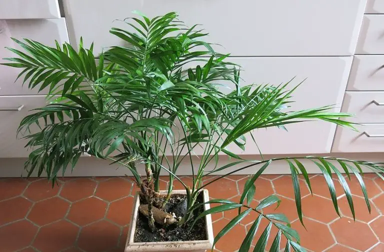Parlor Palm Chamaedorea elegans Care
