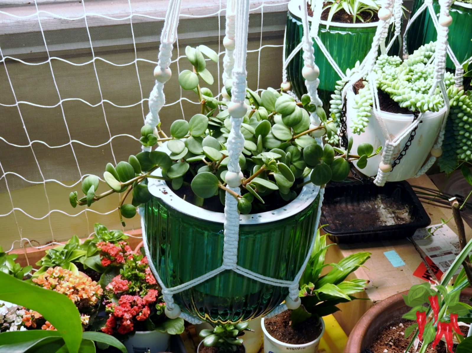 Benefits of Pet Safe Indoor Plants: Absolutely Pet-Approved