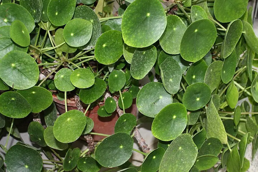 Pilea peperomioides (Chinese Money Plant)