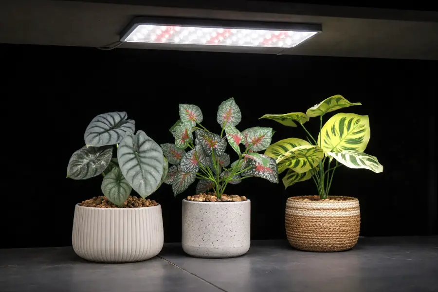 Plant Shelf Lighting Ideas (Indoor Plant Shelf Grow Lights and Display Lighting)