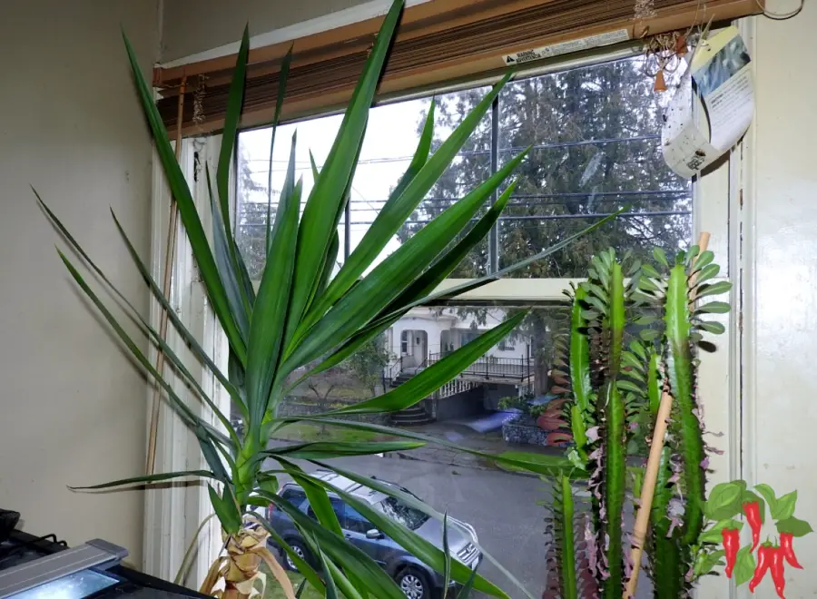 Plants That Tolerate Heat and Dry Air Yucca and Euphorbia