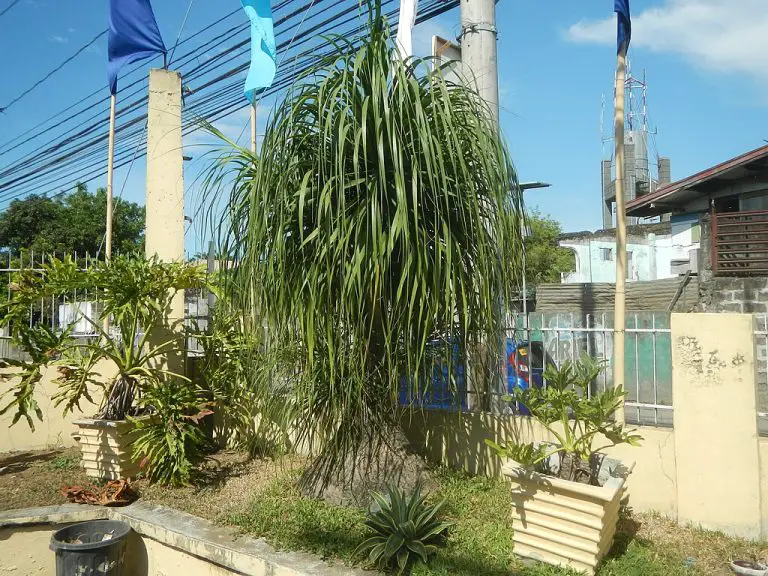 How To Care for Ponytail Palm