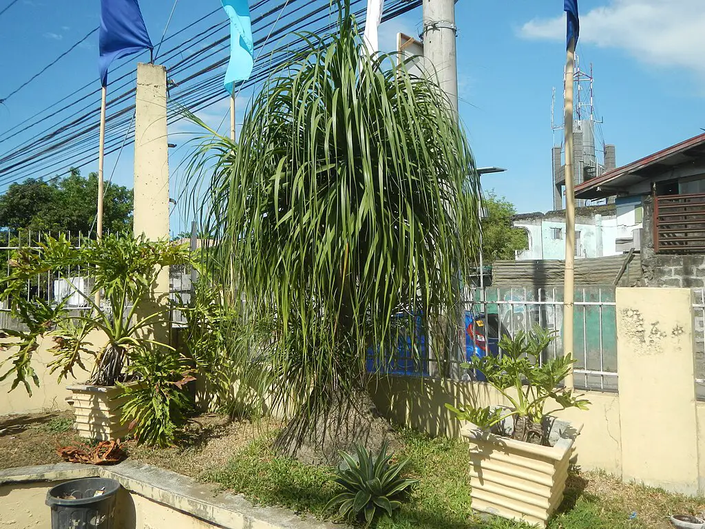 How To Care for Ponytail Palm: Easy Care Houseplant