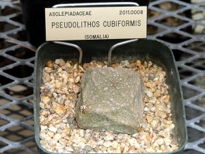 Pseudolithos Cubiformis