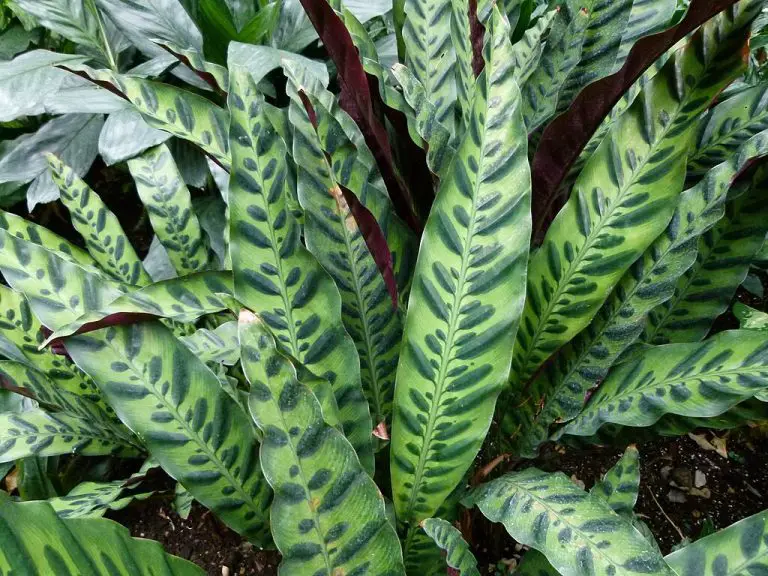 Rattlesnake Plant Care