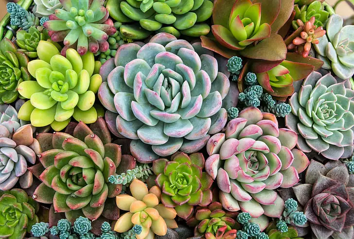 Real Mini Succulents for Small Spaces