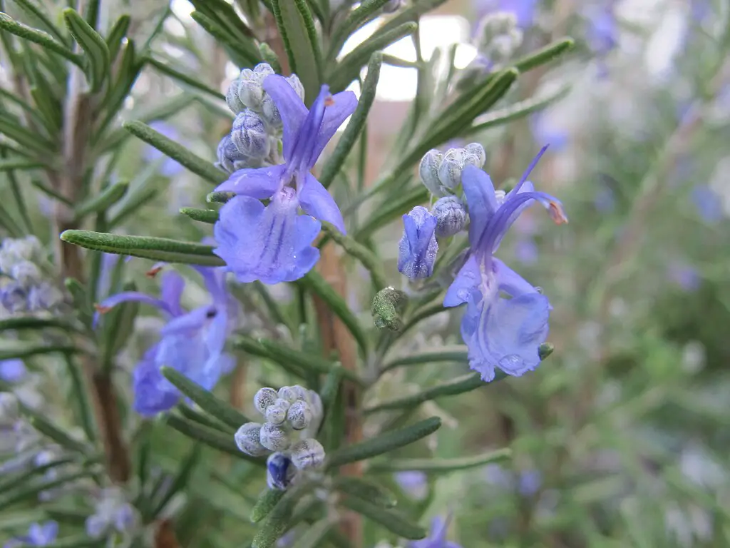 Benefits of rosemary plant indoors