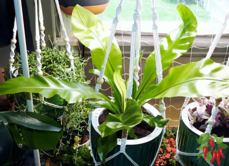 Small Bathroom Plants - Humidity-Loving Varieties