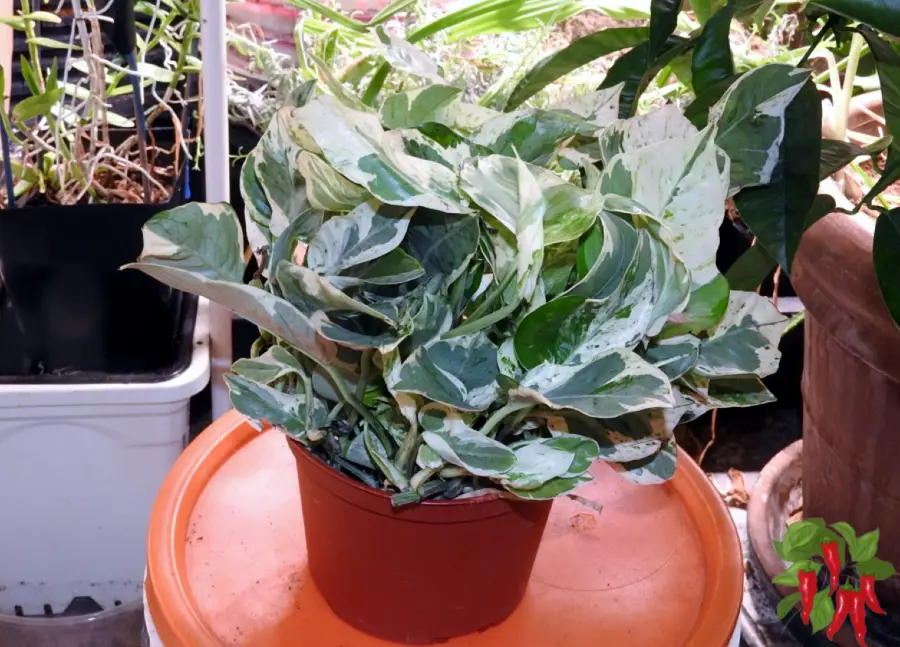 Small Trailing Plants That Don’t Crowd Surfaces - N’Joy Pothos