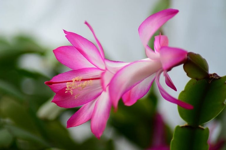 Why Choose Easy Plants for Pet-Friendly Homes? Christmas Cactus (Schlumbergera)