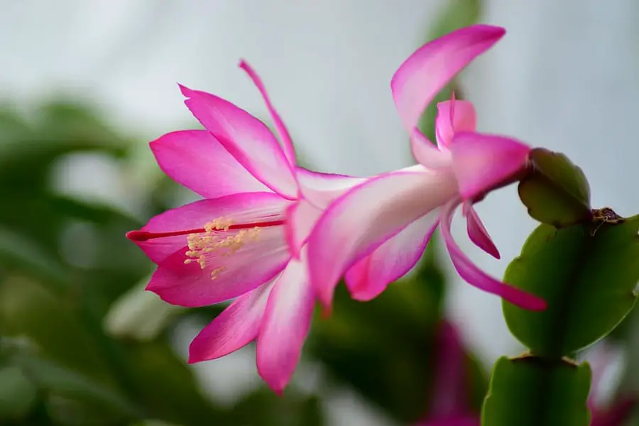 Why Choose Easy Plants for Pet-Friendly Homes? Christmas Cactus (Schlumbergera)