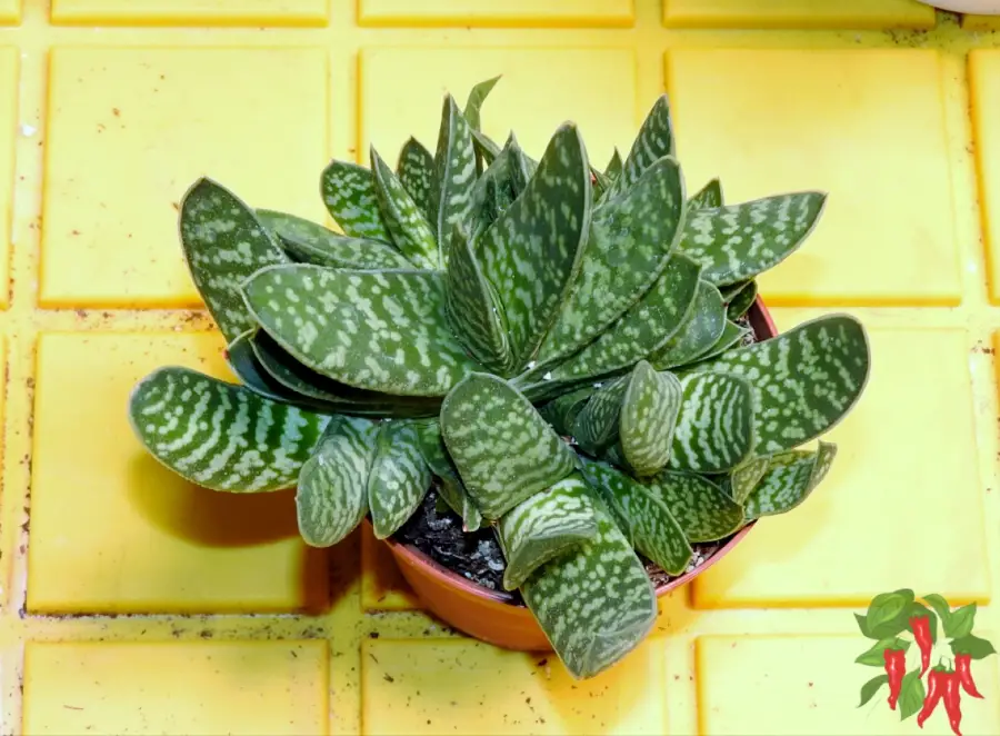 Why Some Small Space Plants Still Outgrow Apartments - Succulents like Gasteria stay small