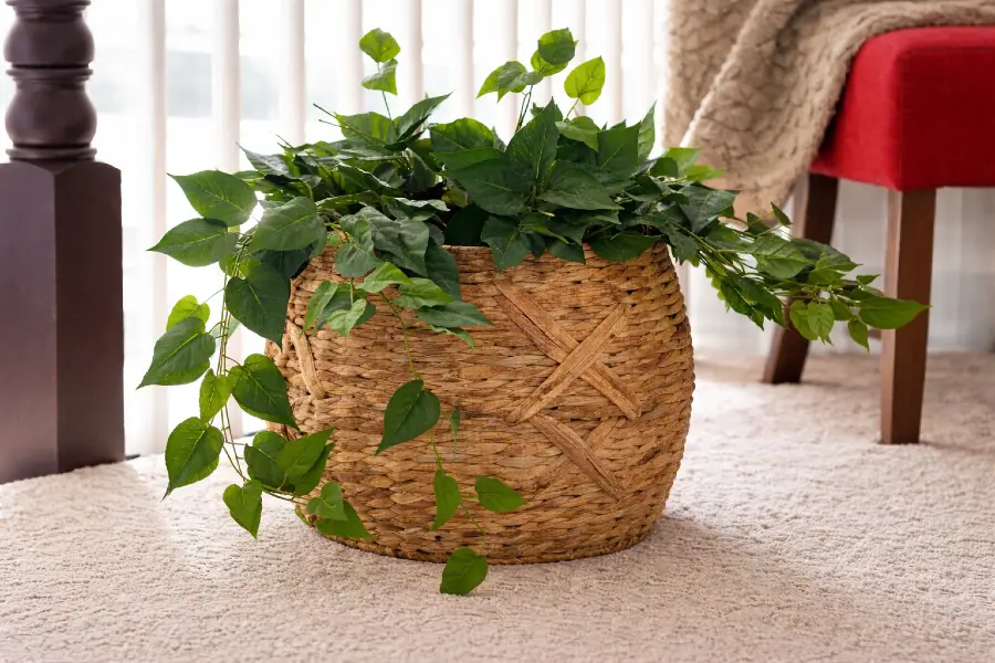 Woven Basket Planters for Indoor Plants (Natural Indoor Planter Decor Ideas)