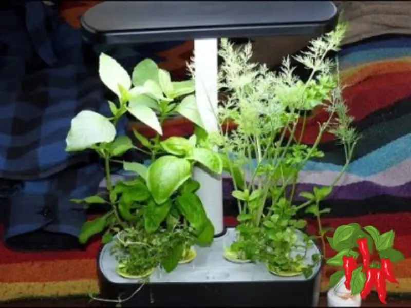 Herbs growing in AeroGarden Harvest