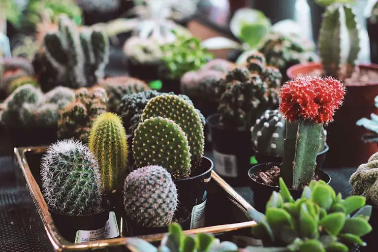 How to Identify Plants That Thrive in Direct Sunlight