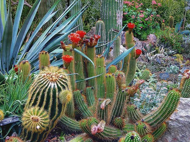 Common Problems and Solutions for Plants in High-Light Environments