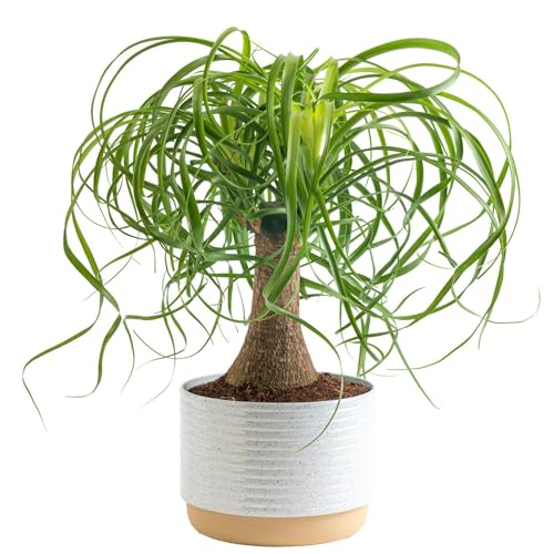 Caring for Ponytail Palm: Beaucarnea Recurvata Full Guide