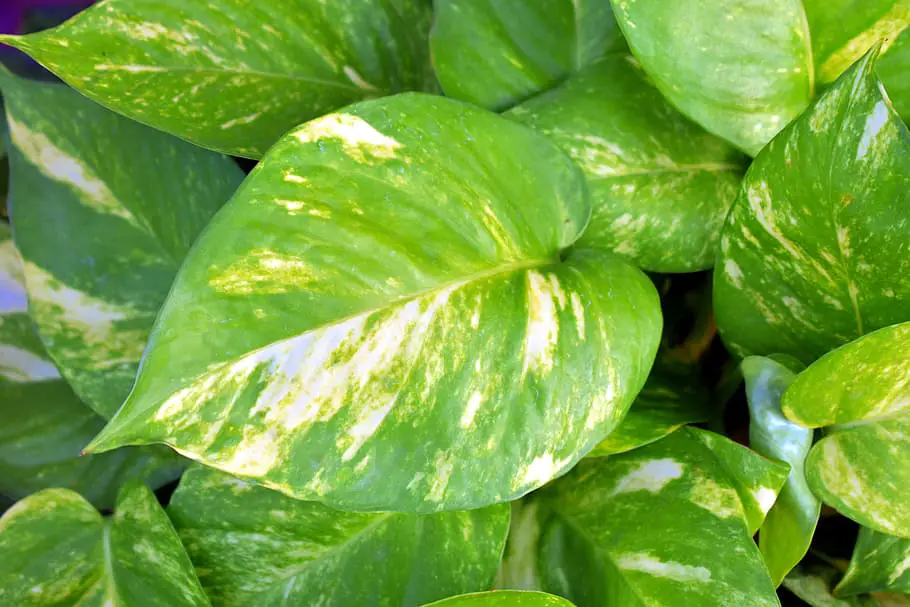 How To Care for Golden Pothos: Easy Care Plant for Beginners