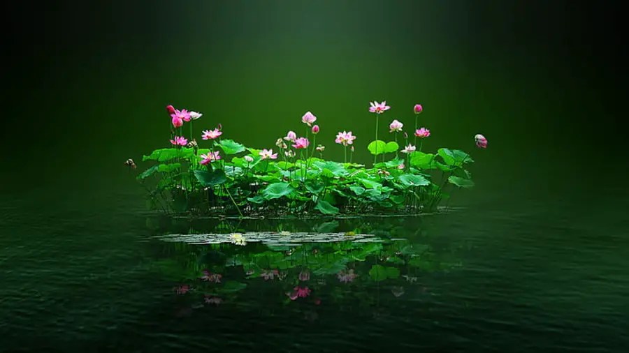 Symbolism of the Lotus in Feng Shui