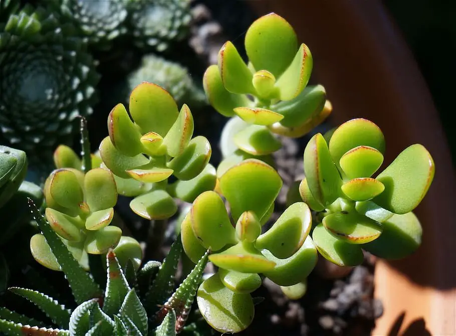 Drought-Tolerant Indoor Plants: Green Thrives with Less Water!