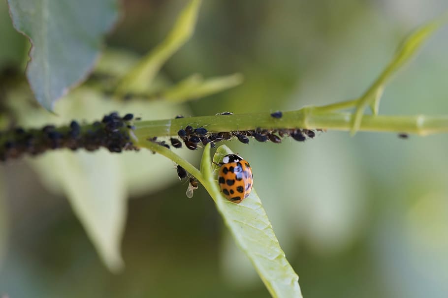 5 Common Indoor Plant Pests and How to Avoid Them